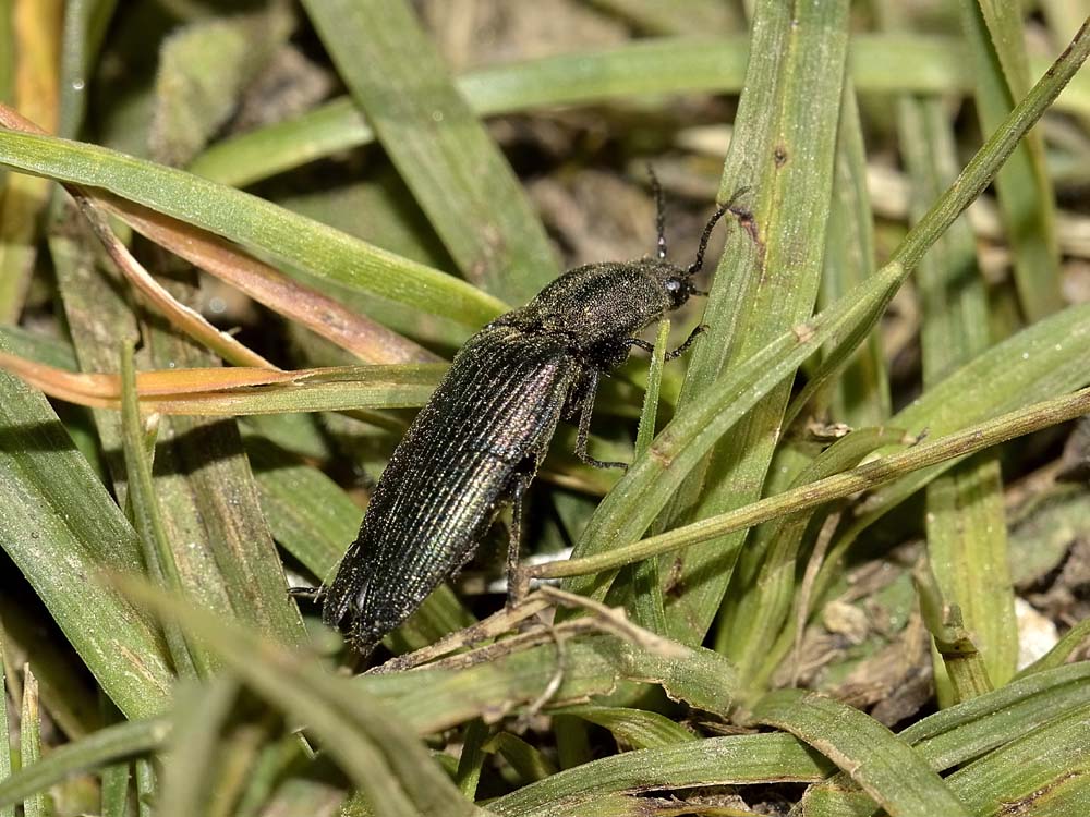 Elateridae quasi verde: Ctenicera sp.